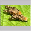 Oxyna parietina - Bohrfliege 03b Paarung.jpg